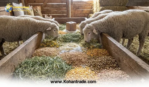 جیره بره پرواری نژاد سنگین: فرمول اختصاصی + جدول تغذیه