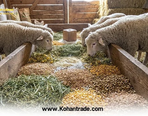 جیره بره پرواری نژاد سنگین: فرمول اختصاصی + جدول تغذیه