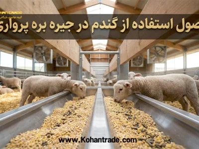 مهم ترین نکات استفاده از گندم در بره پرواری؛ خطرات و جایگزین‌