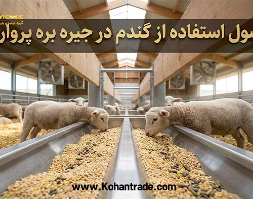 مهم ترین نکات استفاده از گندم در بره پرواری؛ خطرات و جایگزین‌