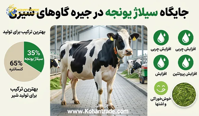 جایگاه سیلاژ یونجه در جیره گاوهای شیری