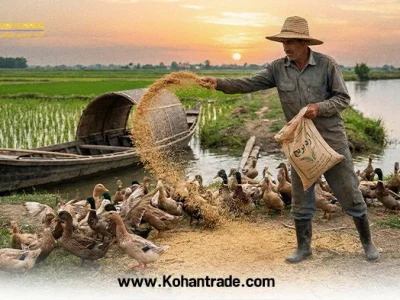 آردک برنج؛ جایگزین طلایی غلات در جیره دام + معرفی کنجاله زیتون