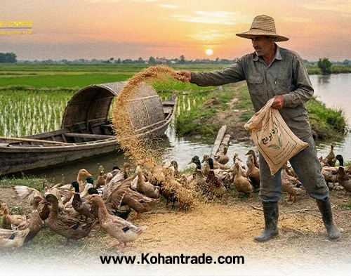 آردک برنج؛ جایگزین طلایی غلات در جیره دام + معرفی کنجاله زیتون