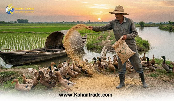 آردک برنج؛ جایگزین طلایی غلات در جیره دام + معرفی کنجاله زیتون