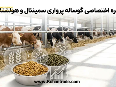 جیره اختصاصی گوساله پرواری سمینتال و هولشتاین