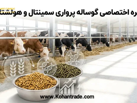 جیره اختصاصی گوساله پرواری سمینتال و هولشتاین