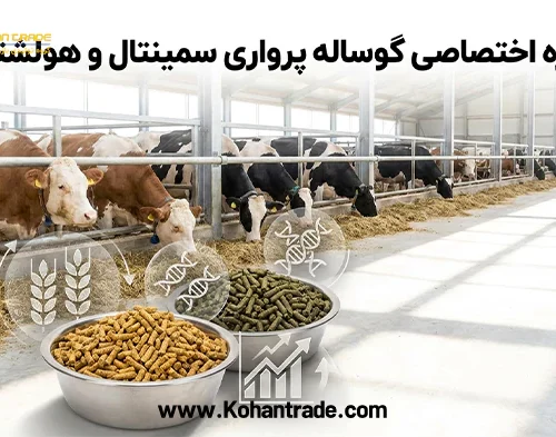 جیره اختصاصی گوساله پرواری سمینتال و هولشتاین