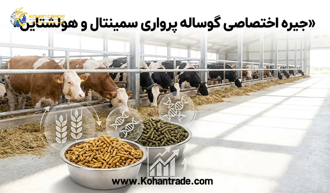 جیره اختصاصی گوساله پرواری سمینتال و هولشتاین