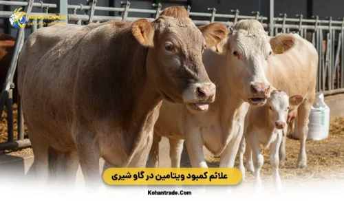 علائم کمبود ویتامین در گاو شیری