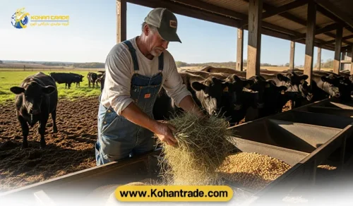 نقش کلیدی یونجه و کنجاله سویا در تغذیه گاو گوشتی