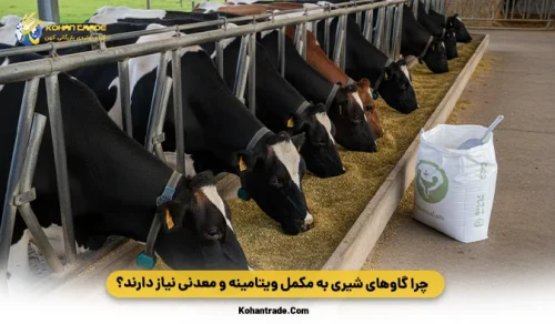 چرا گاوهای شیری به مکمل ویتامینه و معدنی نیاز دارند؟