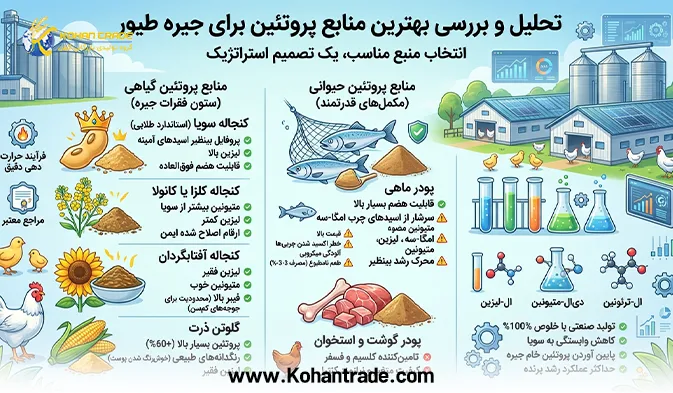 اهمیت پروتئین در جیره طیور گوشتی + بررسی بهترین منابع