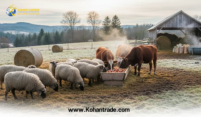 تغذیه دام در فصل پاییز و زمستان