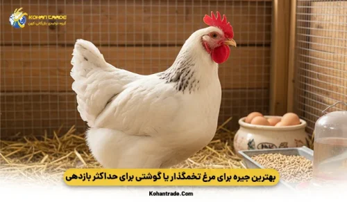بهترین جیره برای مرغ تخمگذار یا گوشتی برای حداکثر بازدهی