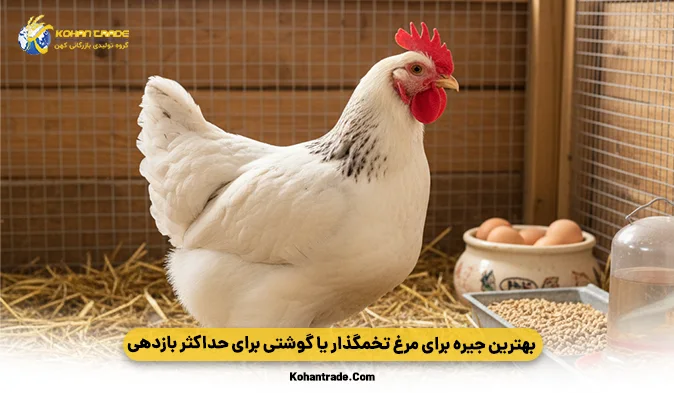 بهترین جیره برای مرغ تخمگذار یا گوشتی برای حداکثر بازدهی