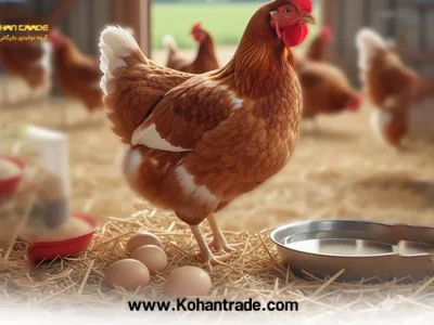 بهترین جیره برای مرغ تخمگذار یا گوشتی