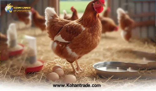 بهترین جیره برای مرغ تخمگذار یا گوشتی