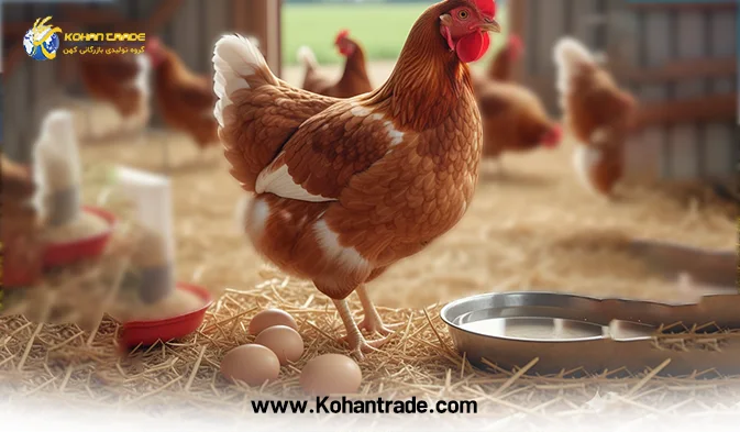 بهترین جیره برای مرغ تخمگذار یا گوشتی