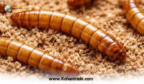 میلورم (Mealworm)
