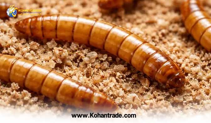 میلورم (Mealworm)