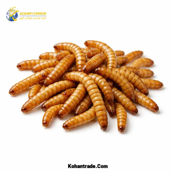 Mealworm