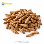 لارو مگس سرباز سیاه