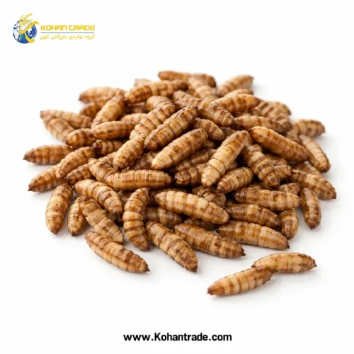 لارو مگس سرباز سیاه