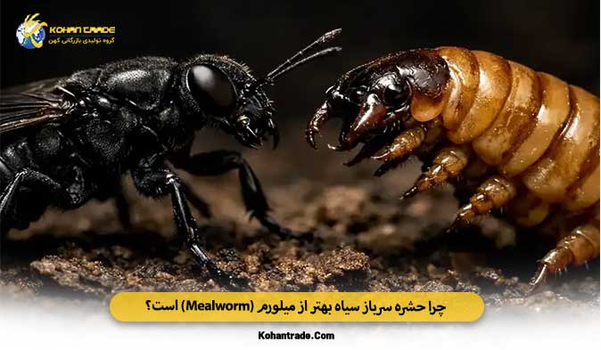 چرا حشره سرباز سیاه بهتر از میلورم (Mealworm) است؟