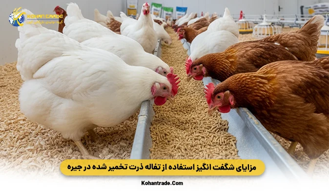 کاربرد پودر حشرات در جیره طیور (گوشتی و تخم‌ گذار)