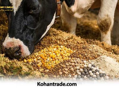 تغذیه گاو شیری پس از زایش: راهکارهای قطعی افزایش شیر و چربی