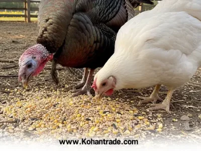 تفاوت جیره غذایی بوقلمون با مرغ گوشتی