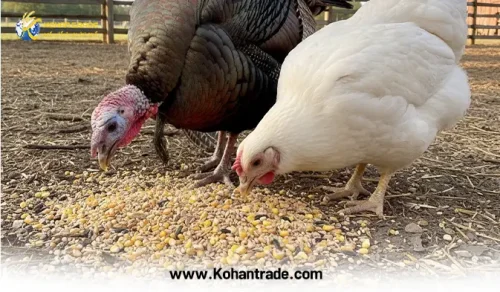 تفاوت جیره غذایی بوقلمون با مرغ گوشتی