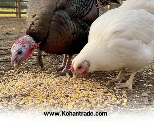 تفاوت جیره غذایی بوقلمون با مرغ گوشتی