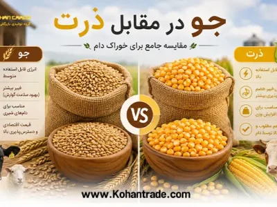 جو بهتر است یا ذرت؟ مقایسه خوراک دام (نظر دکتر فارسی‌ نژاد)