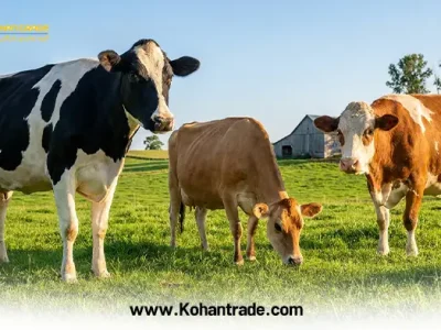گاو شیری نژاد سنگین (هلشتاین) بهتر است یا نژاد سبک (جرسی و سمینتال)؟