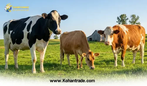 گاو شیری نژاد سنگین (هلشتاین) بهتر است یا نژاد سبک (جرسی و سمینتال)؟