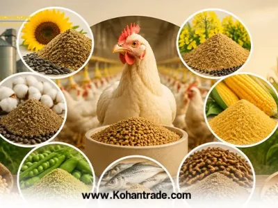 جایگزین هایی کنجاله سویا در جیره طیور
