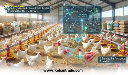 نقش آمینواسیدهای شاخه‌دار (BCAA) در پرورش طیور گوشتی