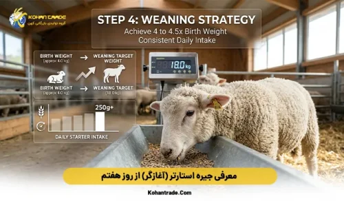 معرفی جیره استارتر (آغازگر) از روز هفتم