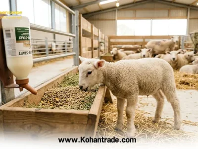 راهنمای جامع تغذیه بره‌ های پرواری و جایگزینی از بدو تولد تا از شیرگیری