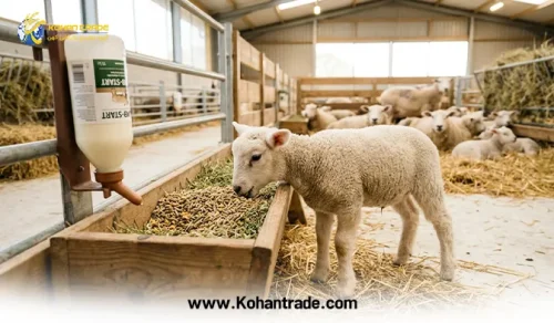 راهنمای جامع تغذیه بره‌ های پرواری و جایگزینی از بدو تولد تا از شیرگیری