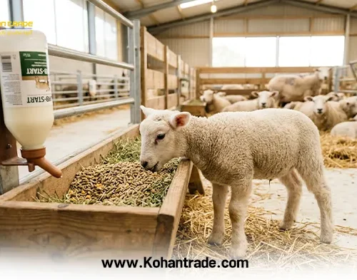 راهنمای جامع تغذیه بره‌ های پرواری و جایگزینی از بدو تولد تا از شیرگیری