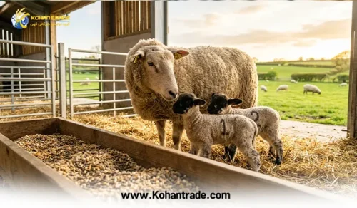 راهنمای جامع چندقلوزایی در گوسفند | از تغذیه (فلاشینگ) تا اصلاح نژاد