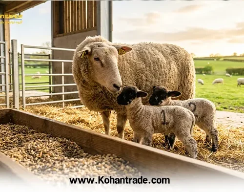 راهنمای جامع چندقلوزایی در گوسفند | از تغذیه (فلاشینگ) تا اصلاح نژاد
