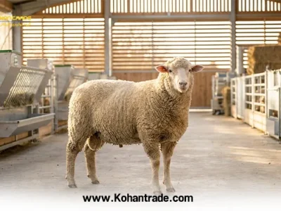 ویژگی های بره مناسب پرواربندی + راهنمای خرید بره سالم