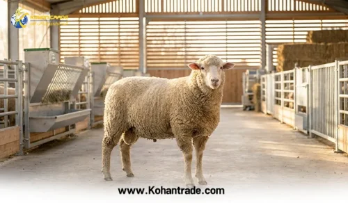 ویژگی های بره مناسب پرواربندی + راهنمای خرید بره سالم