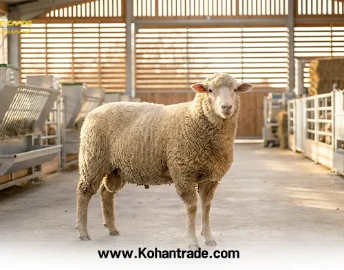ویژگی های بره مناسب پرواربندی + راهنمای خرید بره سالم
