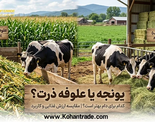 علوفه ذرت بهتر است یا یونجه: مقایسه جامع علوفه ذرت و یونجه